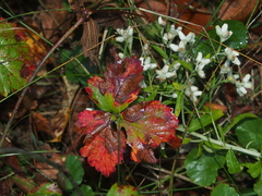Rubus flagellaris