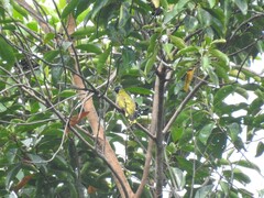 Brachypodius melanocephalos