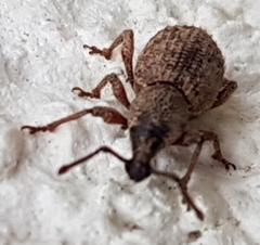 Otiorhynchus singularis