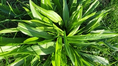 Plantago lanceolata