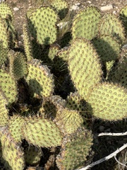 Opuntia strigil
