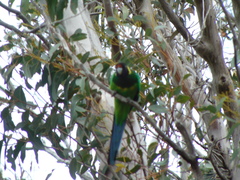 Barnardius zonarius semitorquatus