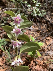 Elytropus chilensis