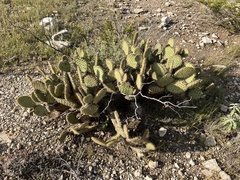 Opuntia strigil