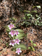 Elytropus chilensis