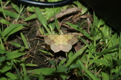 Antepione thisoaria