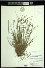 Carex oligocarpa