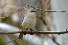 Cincloramphus mathewsi