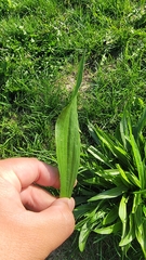 Plantago lanceolata