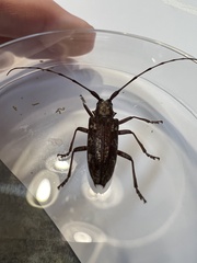 Monochamus carolinensis