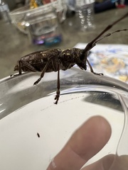 Monochamus carolinensis