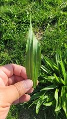 Plantago lanceolata