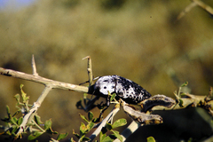 Capnodis miliaris