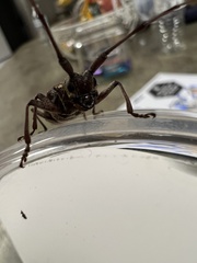 Monochamus carolinensis