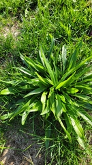 Plantago lanceolata