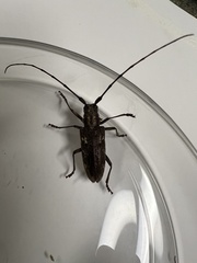 Monochamus carolinensis