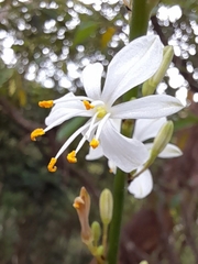 Chlorophytum comosum