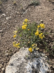 Psilostrophe tagetina