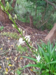Chlorophytum comosum