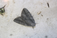 Catocala flebilis