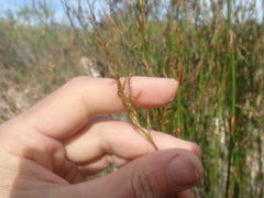 Restio sieberi