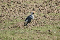 Balearica regulorum