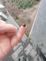 Harmonia axyridis