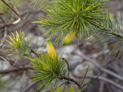 Stenanthera pinifolia