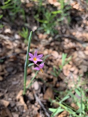 Olsynium scirpoideum