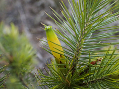 Stenanthera pinifolia