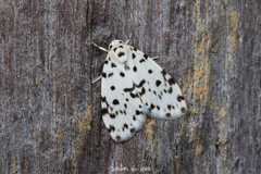 Aemene clarimaculata