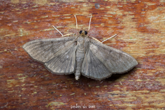 Omiodes tristrialis