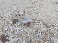 Coenobita