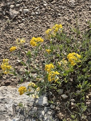 Psilostrophe tagetina