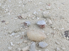 Coenobita