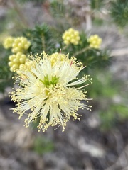Melaleuca