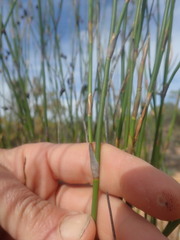 Restio sieberi
