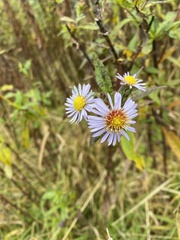 Symphyotrichum prenanthoides