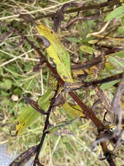 Symphyotrichum prenanthoides