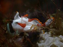 Antennarius maculatus