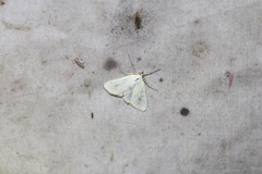 Sitochroa palealis