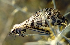 Palpares libelluloides