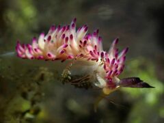 Favorinus mirabilis