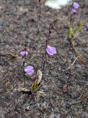 Utricularia lateriflora