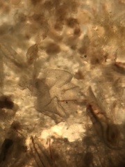 Appendicularia