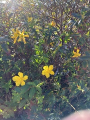 Hypericum