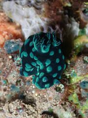 Nembrotha cristata