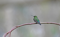 Eriocnemis cupreoventris