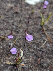 Utricularia lateriflora