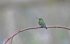 Eriocnemis cupreoventris